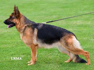 Rana