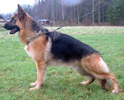 Nordblicks Boromir
